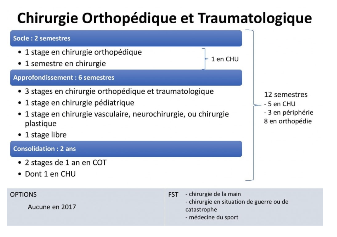 Maquette - Chirurgie Orthopédique et Traumatologique